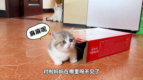 猫生子游戏,猫界育儿大冒险(图1)