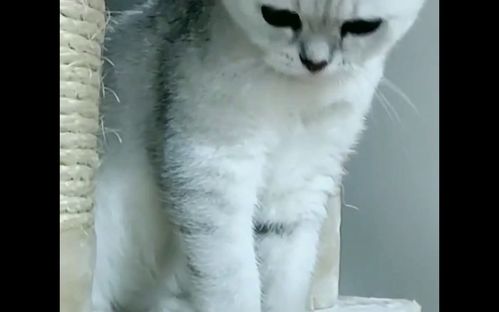 猫生子游戏,猫界育儿大冒险(图3)