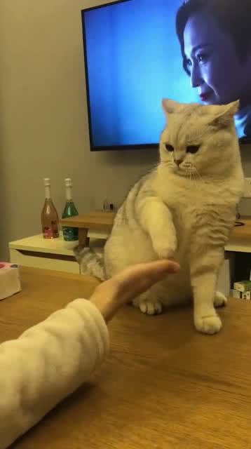 猫打手游戏,指尖上的奇幻冒险(图3)