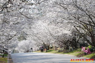樱花街游戏,继承家族餐厅的奇幻爱情冒险(图2) 樱花街游戏,继承家族餐厅的奇幻爱情冒险(图2)