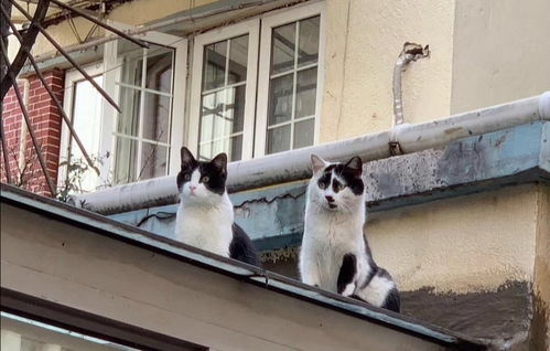 巷子猫游戏,穿梭巷弄的冒险之旅(图3)