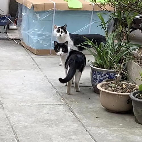 巷子猫游戏,穿梭巷弄的冒险之旅(图1)
