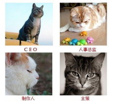 搞笑游戏猫,搞笑猫游戏欢乐无限(图2) 搞笑游戏猫,搞笑猫游戏欢乐无限(图2)