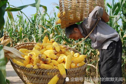 种玉米的游戏,探索虚拟农场的丰收之旅(图2) 种玉米的游戏,探索虚拟农场的丰收之旅(图2)
