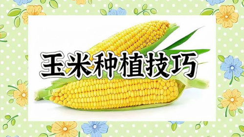 种玉米的游戏,探索虚拟农场的丰收之旅(图3) 种玉米的游戏,探索虚拟农场的丰收之旅(图3)
