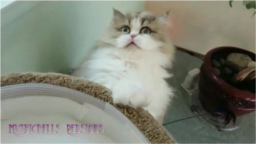 波斯猫的游戏,神秘宠物宝可梦的战斗攻略与养成秘籍(图1) 波斯猫的游戏,神秘宠物宝可梦的战斗攻略与养成秘籍(图1)