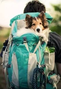 汉狗狗游戏,体验别样人生(图2) 汉狗狗游戏,体验别样人生(图2)