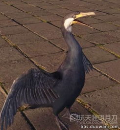 红嘴鸭游戏,一场冬日的游戏悲剧(图2) 红嘴鸭游戏,一场冬日的游戏悲剧(图2)