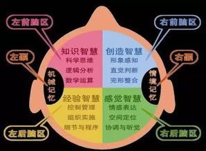 左脑右脑游戏,趣味游戏助力大脑潜能开发”(图3) 左脑右脑游戏,趣味游戏助力大脑潜能开发”(图3)