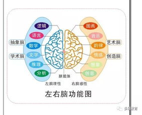 左脑右脑游戏,趣味游戏助力大脑潜能开发”(图1) 左脑右脑游戏,趣味游戏助力大脑潜能开发”(图1)