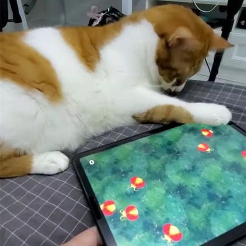 适合猫咪游戏,趣味无穷的互动游戏攻略(图2) 适合猫咪游戏,趣味无穷的互动游戏攻略(图2)