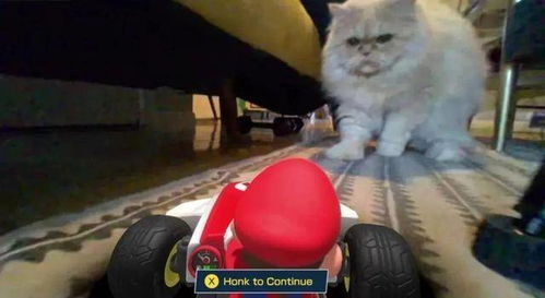 逗小猫的游戏,欢乐互动时光(图1) 逗小猫的游戏,欢乐互动时光(图1)
