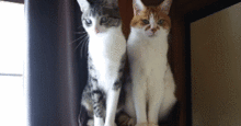 逗小猫的游戏,欢乐互动时光(图2) 逗小猫的游戏,欢乐互动时光(图2)