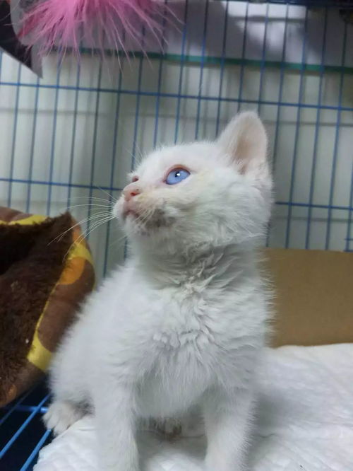 逗小猫的游戏,欢乐互动时光(图3) 逗小猫的游戏,欢乐互动时光(图3)