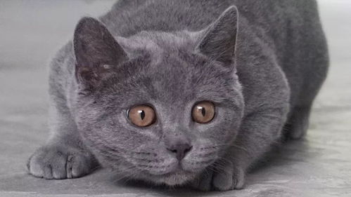 棒打疯猫游戏,趣味横生的HTML5在线游戏体验(图3) 棒打疯猫游戏,趣味横生的HTML5在线游戏体验(图3)