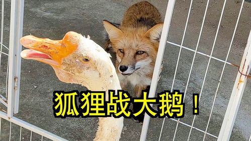 狐狸与鹅的游戏视频,智慧较量(图2)