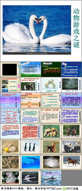 动物游戏之谜教案ppt,探寻智慧与生存的奥秘(图2) 动物游戏之谜教案ppt,探寻智慧与生存的奥秘(图2)