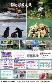 动物游戏之谜教案ppt,探寻智慧与生存的奥秘(图3) 动物游戏之谜教案ppt,探寻智慧与生存的奥秘(图3)
