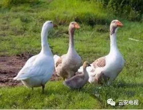 养鹅生蛋游戏,模拟养鹅生蛋游戏攻略解析(图2) 养鹅生蛋游戏,模拟养鹅生蛋游戏攻略解析(图2)
