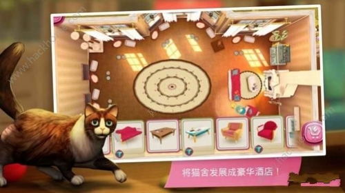 小猫双人游戏,小猫双人游戏攻略全解析(图1) 小猫双人游戏,小猫双人游戏攻略全解析(图1)