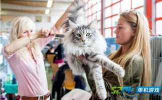 带猫游戏名,带猫游戏中的欢乐冒险之旅(图2)