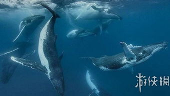 海鲸游戏,解锁神秘海洋生物的奇幻冒险(图3) 海鲸游戏,解锁神秘海洋生物的奇幻冒险(图3)