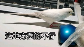 游戏王鹦鹉,忠诚与背叛的寓言(图1) 游戏王鹦鹉,忠诚与背叛的寓言(图1)