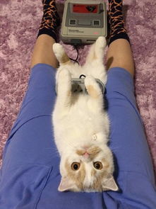 猫游棋牌游戏,智趣无限的游戏体验(图2) 猫游棋牌游戏,智趣无限的游戏体验(图2)
