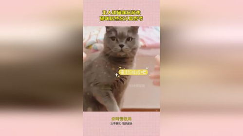 看小猫游戏,策略与乐趣的六边形棋盘冒险(图3) 看小猫游戏,策略与乐趣的六边形棋盘冒险(图3)