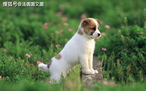 狗狗拉屎游戏,趣味狗狗拉屎养成游戏体验(图3) 狗狗拉屎游戏,趣味狗狗拉屎养成游戏体验(图3)