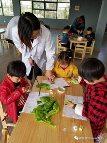 做游戏蔬菜,趣味游戏中的营养之旅(图2) 做游戏蔬菜,趣味游戏中的营养之旅(图2)