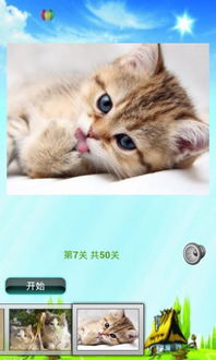 儿童游戏猫,猫的趣味世界与成长启示(图2) 儿童游戏猫,猫的趣味世界与成长启示(图2)