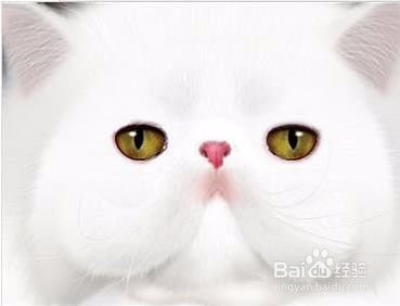 白色的游戏猫,探索可爱猫咪主角的奇幻冒险世界(图1) 白色的游戏猫,探索可爱猫咪主角的奇幻冒险世界(图1)
