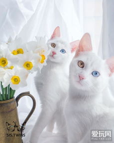 白色的游戏猫,探索可爱猫咪主角的奇幻冒险世界(图2) 白色的游戏猫,探索可爱猫咪主角的奇幻冒险世界(图2)