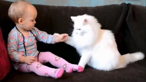 白色的游戏猫,探索可爱猫咪主角的奇幻冒险世界(图3) 白色的游戏猫,探索可爱猫咪主角的奇幻冒险世界(图3)
