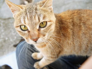 猫的游戏日本,趣味无限(图3) 猫的游戏日本,趣味无限(图3)
