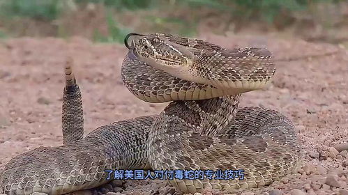 外国蛇游戏,探索全球热门蛇类游戏的风采(图2) 外国蛇游戏,探索全球热门蛇类游戏的风采(图2)