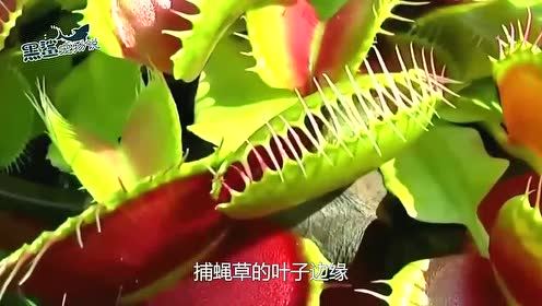 捕蝇草游戏,食肉植物的奇幻之旅(图3) 捕蝇草游戏,食肉植物的奇幻之旅(图3)