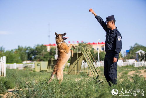 训练警犬游戏,培养忠诚伙伴(图1) 训练警犬游戏,培养忠诚伙伴(图1)