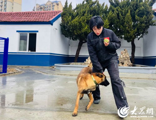 训练警犬游戏,培养忠诚伙伴(图2) 训练警犬游戏,培养忠诚伙伴(图2)
