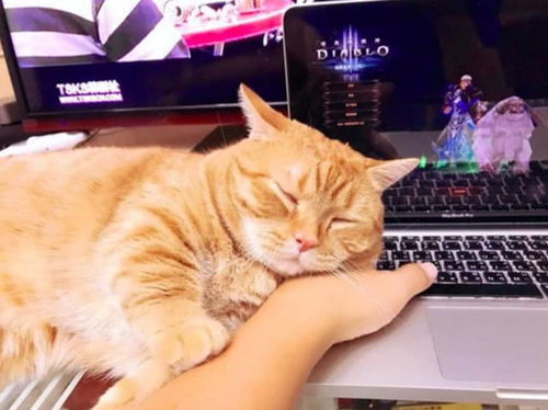 橘猫游戏,解谜冒险之旅(图2) 橘猫游戏,解谜冒险之旅(图2)