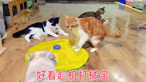 橘猫游戏,解谜冒险之旅(图3) 橘猫游戏,解谜冒险之旅(图3)