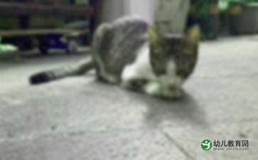 找小猫音乐游戏教案,寓教于乐的“找小猫”体验(图3) 找小猫音乐游戏教案,寓教于乐的“找小猫”体验(图3)