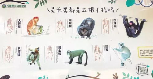 动物园有什么游戏规则,寓教于乐(图1) 动物园有什么游戏规则,寓教于乐(图1)