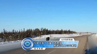 电狼之车游戏(图2) 电狼之车游戏(图2)