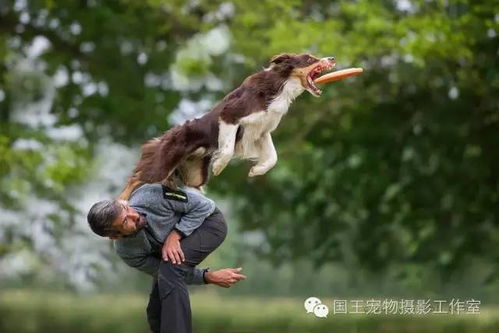 国外宠物游戏(图1) 国外宠物游戏(图1)