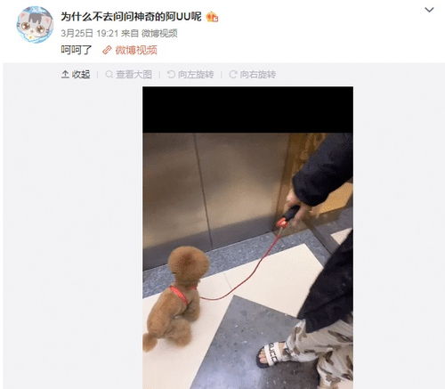 捡狗屎游戏,捡狗屎游戏的欢乐冒险之旅(图3)