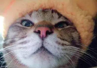 线的猫的游戏,穿梭时空的奇幻冒险之旅(图1) 线的猫的游戏,穿梭时空的奇幻冒险之旅(图1)