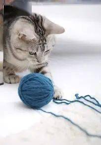 线的猫的游戏,穿梭时空的奇幻冒险之旅(图3) 线的猫的游戏,穿梭时空的奇幻冒险之旅(图3)