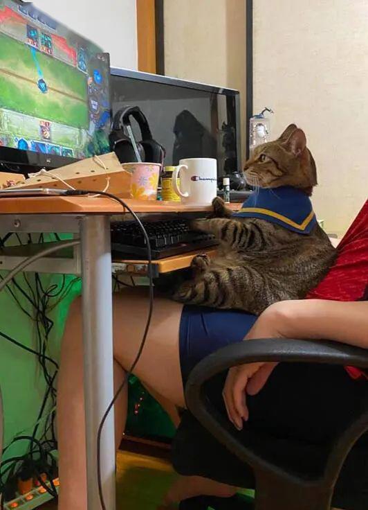 线的猫的游戏,穿梭时空的奇幻冒险之旅(图2) 线的猫的游戏,穿梭时空的奇幻冒险之旅(图2)
